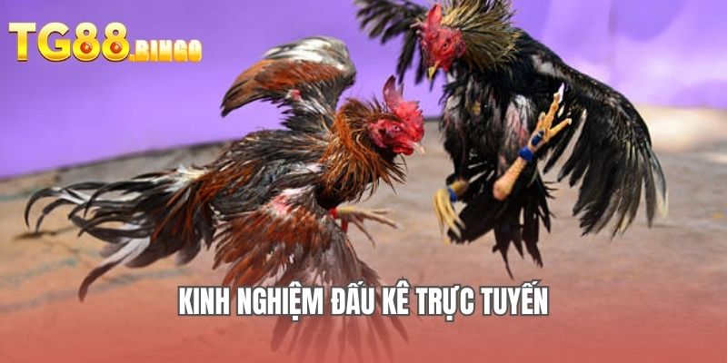 Kinh nghiệm đấu kê trực tuyến